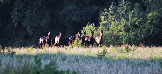 Paarden