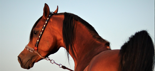 Paarden
