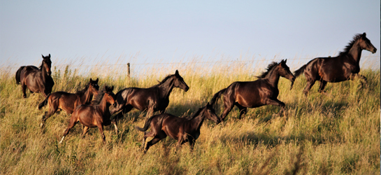 Paarden