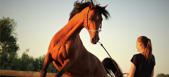 Paarden