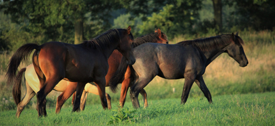Paarden