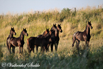 Paarden