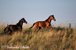 Paarden