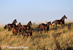 Paarden