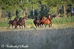 Paarden