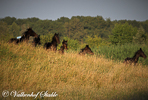 Paarden