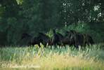 Paarden