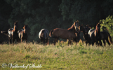 Paarden