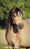 Paarden