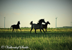 Paarden