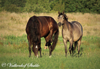Paarden
