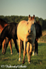 Paarden