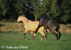 Paarden