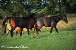 Paarden