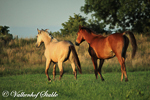 Paarden