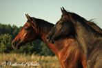 Paarden