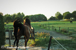 Paarden