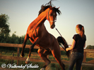 Paarden
