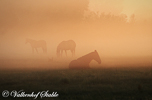 Paarden